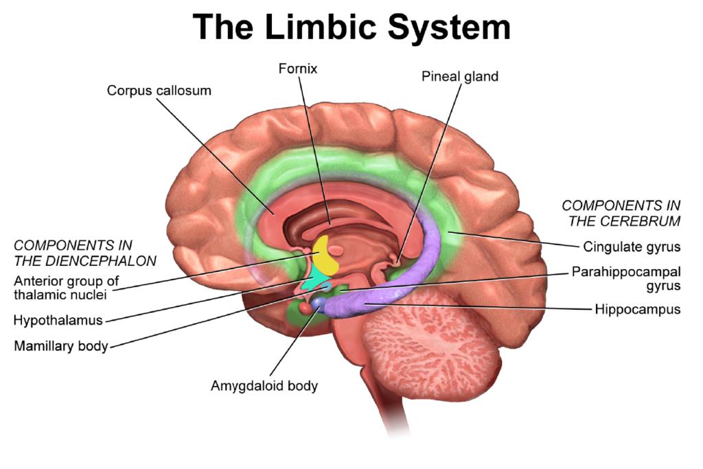 diagram of a brain showing the limbic system