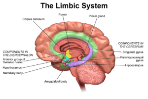 diagram of a brain showing the limbic system