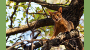 scared cat in a tree needs saving