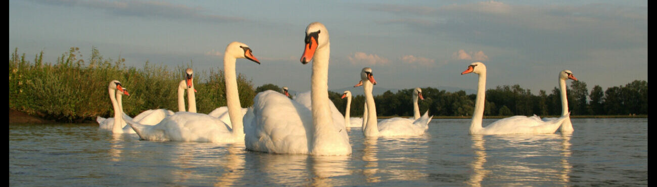 Game of Swans